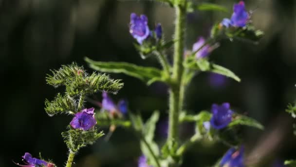 Echium Plantagineum Purple Viper Buglossor Paterson Curse Νότια Γαλλία — Αρχείο Βίντεο