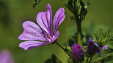 Malva sylvestris, peynirler ayrıca yüksek mallow ve uzun mallow olarak da bilinir.