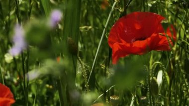 Kırmızı gelincikler ve Malva Sylvestris. Bahar mevsimi.