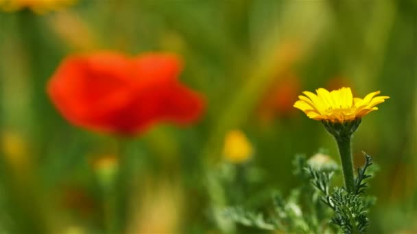 Distel Een Veld Van Klaprozen Een Rode Klaprozen Achtergrond — Stockvideo