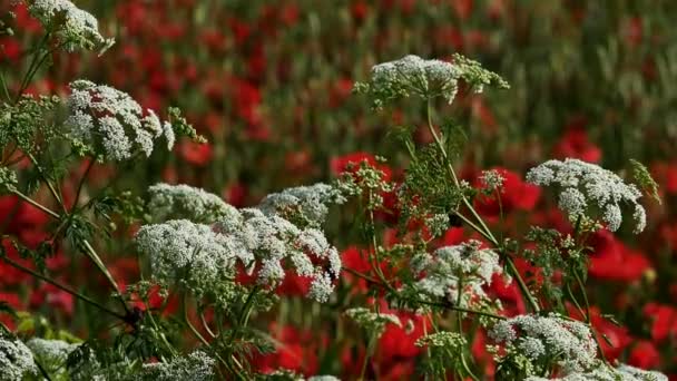 Daucus Carota Wild Carrot Poppies South France — Stock Video