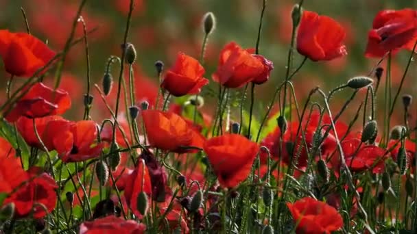 Field Red Poppies French Countryside — Stock Video