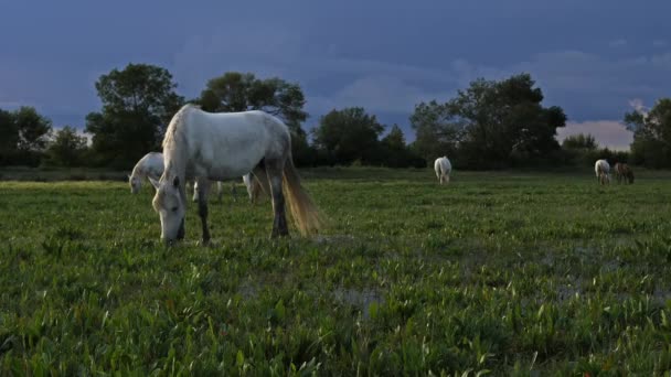 White Camarging Horse Camarging France — стокове відео