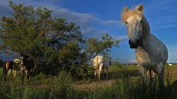 Cheval Camargue Blanc, Camargue, France. Poulains de chevaux blancs de Camargue dans les marais .