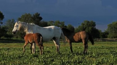 Beyaz Kamp Atı, Camargue, Fransa. Bataklıklarda beyaz kamp atlarının tayları.