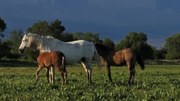 ホワイト カマルグ馬 カマルグ フランス 湿地帯の白いカマルグ馬の敵 — ストック動画