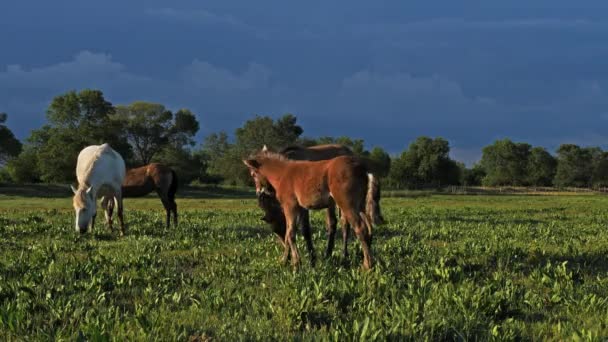 Biały Koń Camargue Camargue Francja Źrebaki Białych Koni Camargue Bagnach — Wideo stockowe