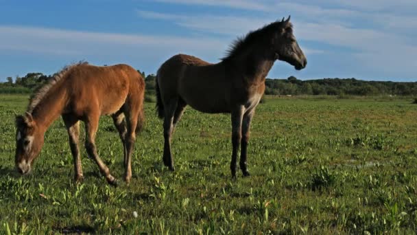 White Camargue Horse Camargue France Foals White Camargue Horses Marshlands — Stock Video