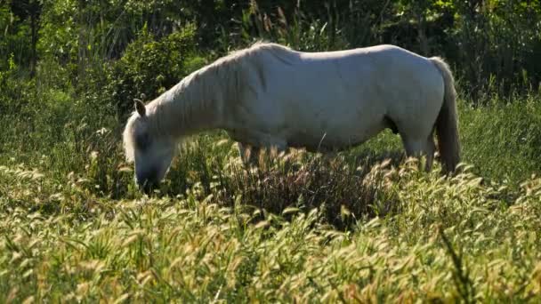 White Camargue Horse Καμάργκ Γαλλία — Αρχείο Βίντεο