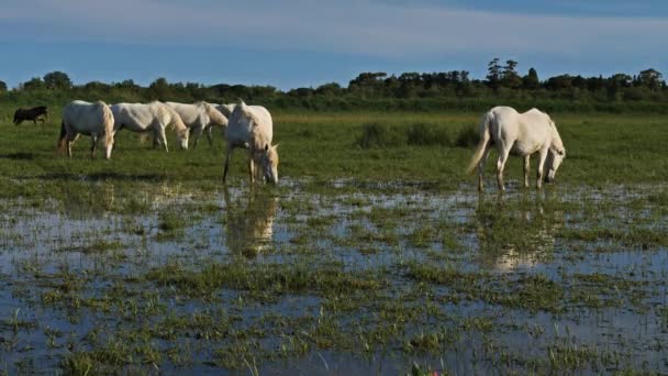 White Camargue Horse Camargue Francia — Video Stock