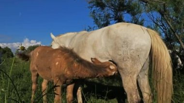 Beyaz Kamp Atı, Camargue, Fransa