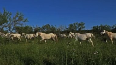 Beyaz Kamp Atı, Camargue, Fransa