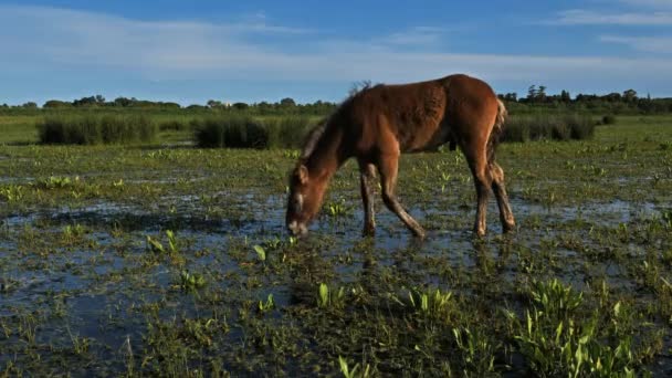 Caballo Blanco Camarga Camargue Francia — Vídeo de stock