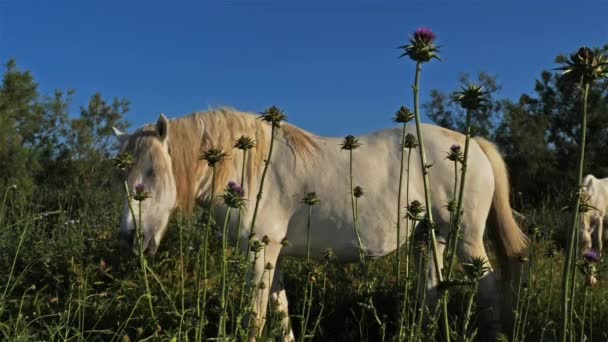 Bílý Kůň Camargue Camargue Francie — Stock video