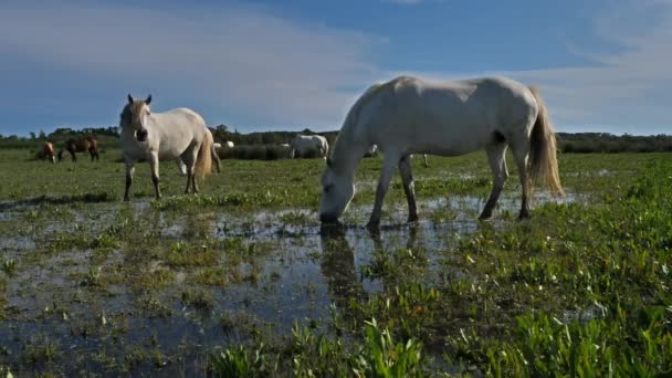 ホワイト カマルグ馬 カマルグ フランス 湿地帯での白馬の放牧について — ストック動画
