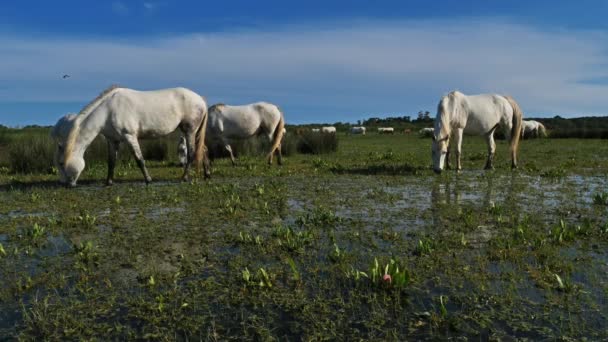 White Camargue Pferd Camargue Frankreich Weiße Camargue Pferde Grasen Sumpfgebiet — Stockvideo