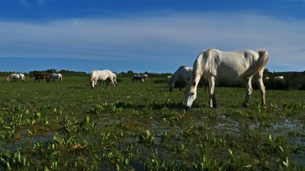 Cheval Camargue Blanc, Camargue, France. Chevaux de camargue blanche broutant dans les marais 