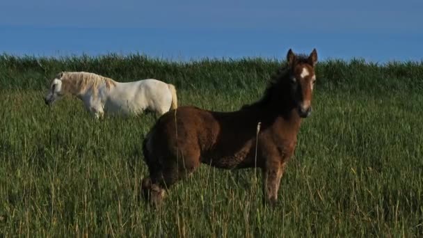 Caballo Blanco Camarga Camargue Francia — Vídeo de stock