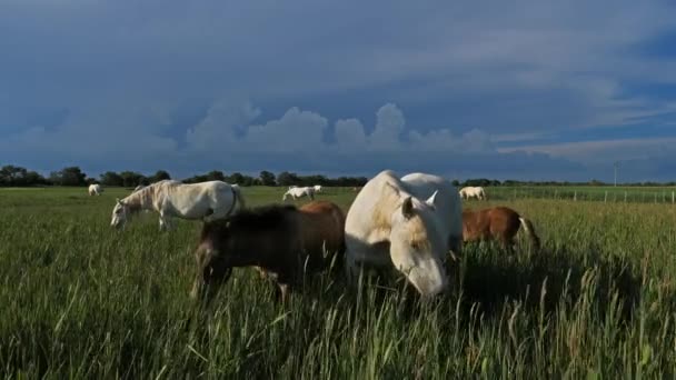 Biały Koń Camargue Camargue Francja — Wideo stockowe