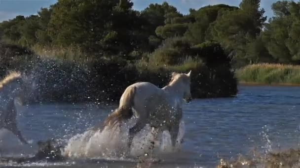 White Camargue Horse Camargue France — Stock Video