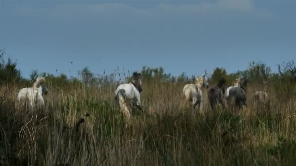 White Camargue Horse Camargue Francia — Video Stock