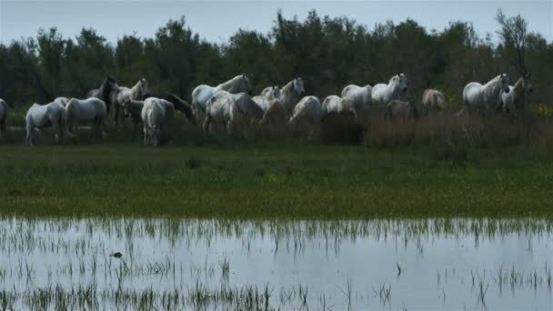 Белая Лошадь Камарга Камарг Франция — стоковое видео