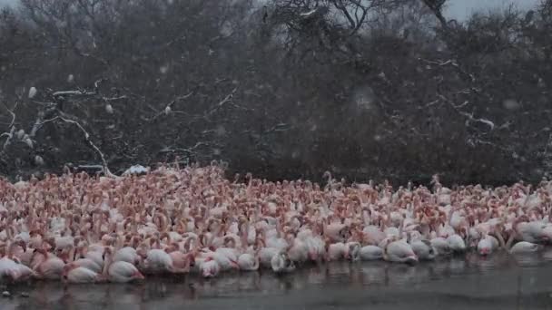 Büyük Flamingolar Phoenicopterus Gülü Pont Gau Camargue Fransa Camargue Kar — Stok video