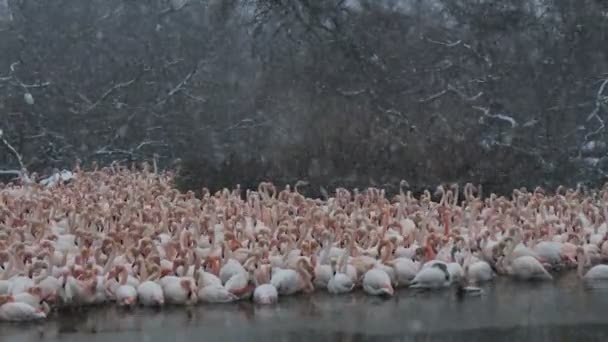 Större Flamingos Phoenicopterus Roseus Pont Gau Camargue Frankrike — Stockvideo