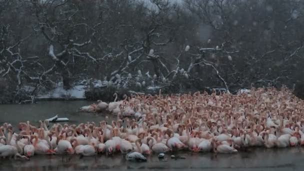 Greater Flamingos Phoenicopterus Roseus Pont Gau Camargue France — Stock Video