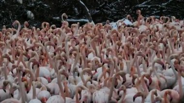 Büyük Flamingolar, Phoenicopterus gülü, Pont De Gau, Camargue, Fransa