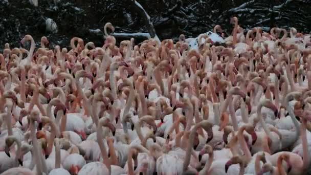 Flamingos Phoenicopterus Roseus Pont Gau Camargue Frankreich — Stockvideo