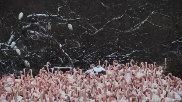 Greater Flamingos Phoenicopterus Roseus Pont Gau Camargue Francia — Vídeo de stock