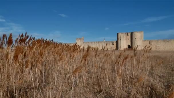 Aigues Mortes Gard Occitanie Γαλλία Νότια Πλευρά Προμαχώνες Και Καλάμια — Αρχείο Βίντεο