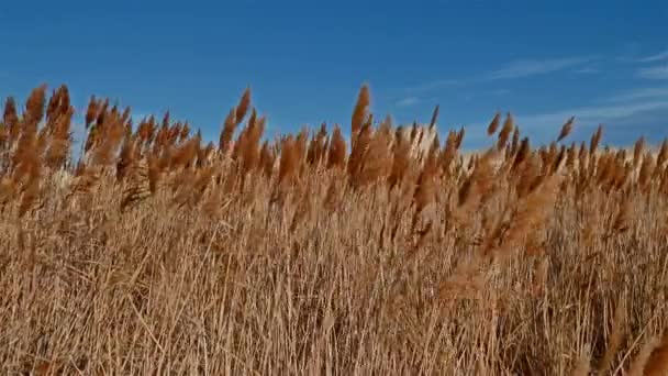 Aigues Mortes Gard Occitanie Francia Lato Sud Bastioni Canne — Video Stock