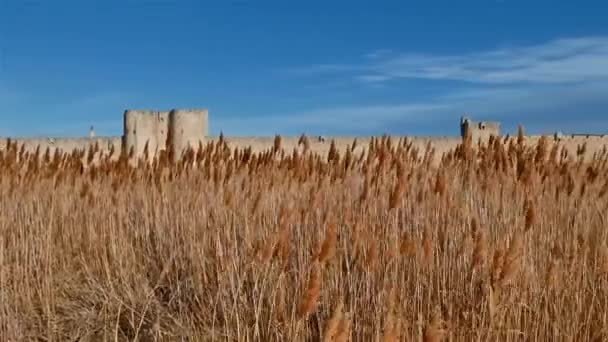 Aigues Mortes Gard Occitanie France 南側の城壁と葦 — ストック動画