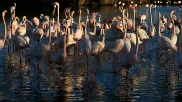 Greater Flamingos Phoenicopterus Roseus Pont Gau Camargue França — Vídeo de Stock