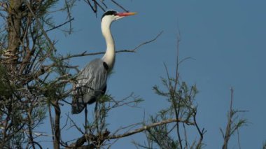 Camargue, Fransa 'da gri balıkçıllar. Pont de Gau 'nun kuşbilim parkında Heronnery