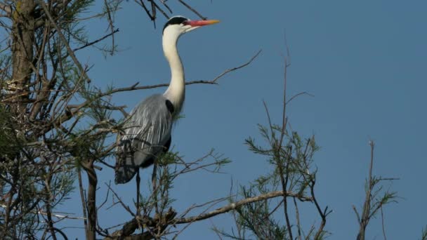 Garças Cinzentas Camargue França Heronnery Parque Ornitológico Pont Gau — Vídeo de Stock