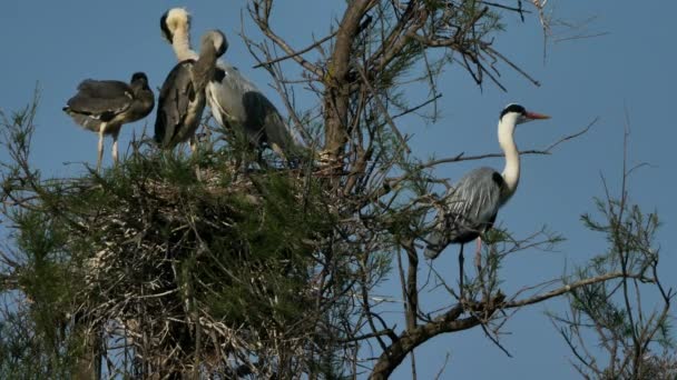 Сірі Чаплі Камарзі Франція Heronnery Ornithlological Parc Pont Gau — стокове відео