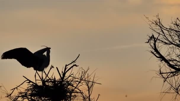 Graureiher Ardea Cinerea Camargue Frankreich Ein Graureiher Einem Baum Vogelpark — Stockvideo