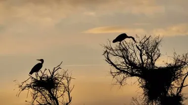 Gri balıkçıl, Ardea Cinerea, Camargue, Fransa. Pont de Gau, Camargue, Fransa 'daki ornitoloji parkındaki ağaçta gri bir balıkçıl.