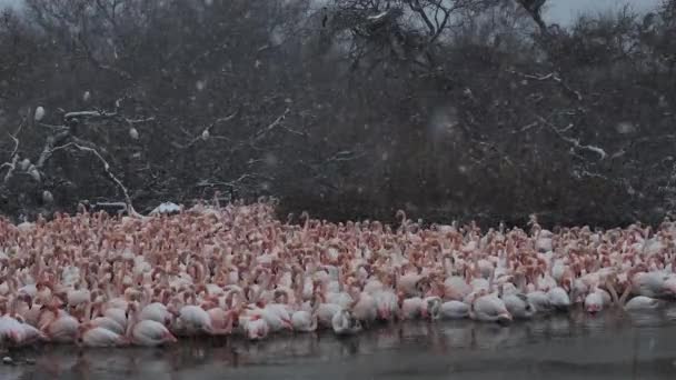 大弗拉明戈斯 腓尼基罗苏斯 庞德高 法国坎费尔特 寒武纪大雪下的火烈鸟 — 图库视频影像