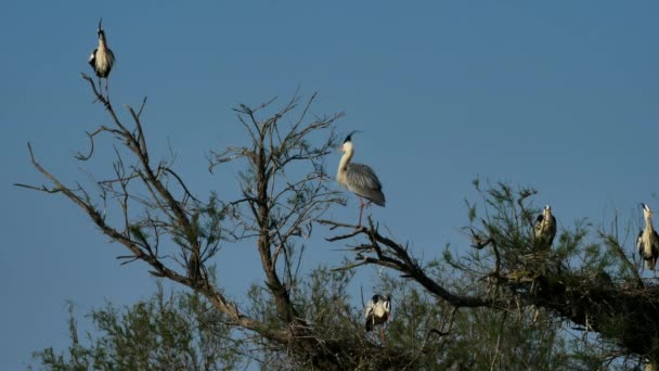 Garzas Grises Camarga Francia — Vídeos de Stock