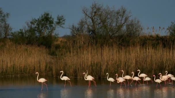 Greater Flamingos Phoenicopterus Roseus Pont Gau Camargue Γαλλία — Αρχείο Βίντεο