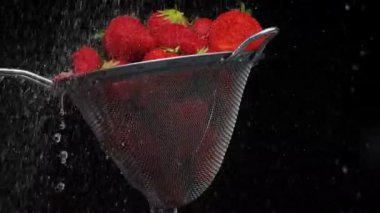 Bahçe çileği, Fragaria ananassa. Meyvelerin üzerine düşen su