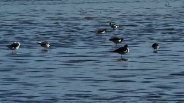 Zancada Alada Negra Himantopus Himantopus Camargue Francia — Vídeo de stock