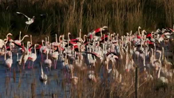 Greater Flamingos Phoenicopterus Roseus Pont Gau Camargue Francia — Vídeo de stock