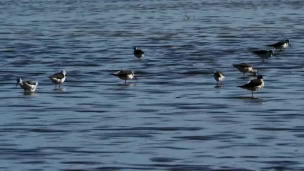 Black Winged Stilt Himantopus Himantopus Camargue France — Stock Video