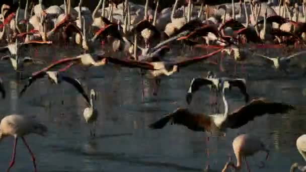 Greater Flamingos Phoenicopterus Roseus Pont Gau Camargue Γαλλία — Αρχείο Βίντεο