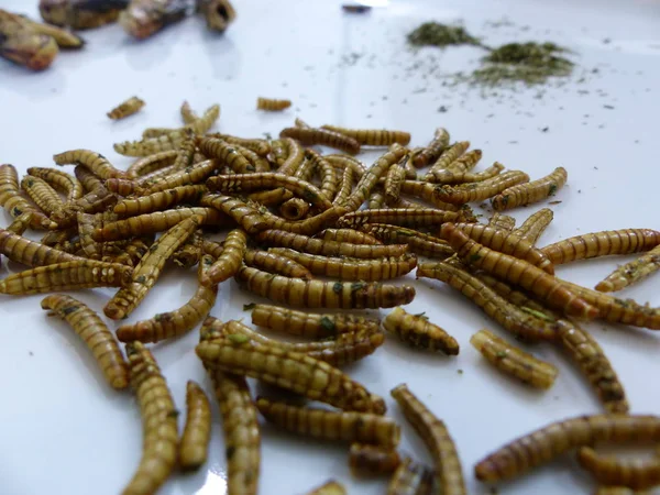 Edible Insect - Insect as food - entomophagy - eating insects